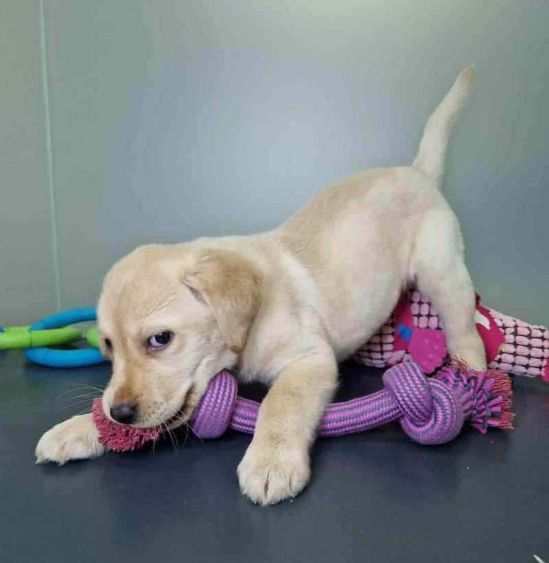Beautiful Yellow Labrador Retriever puppy for sale - AKC-certified male Lab puppy from champion bloodlines