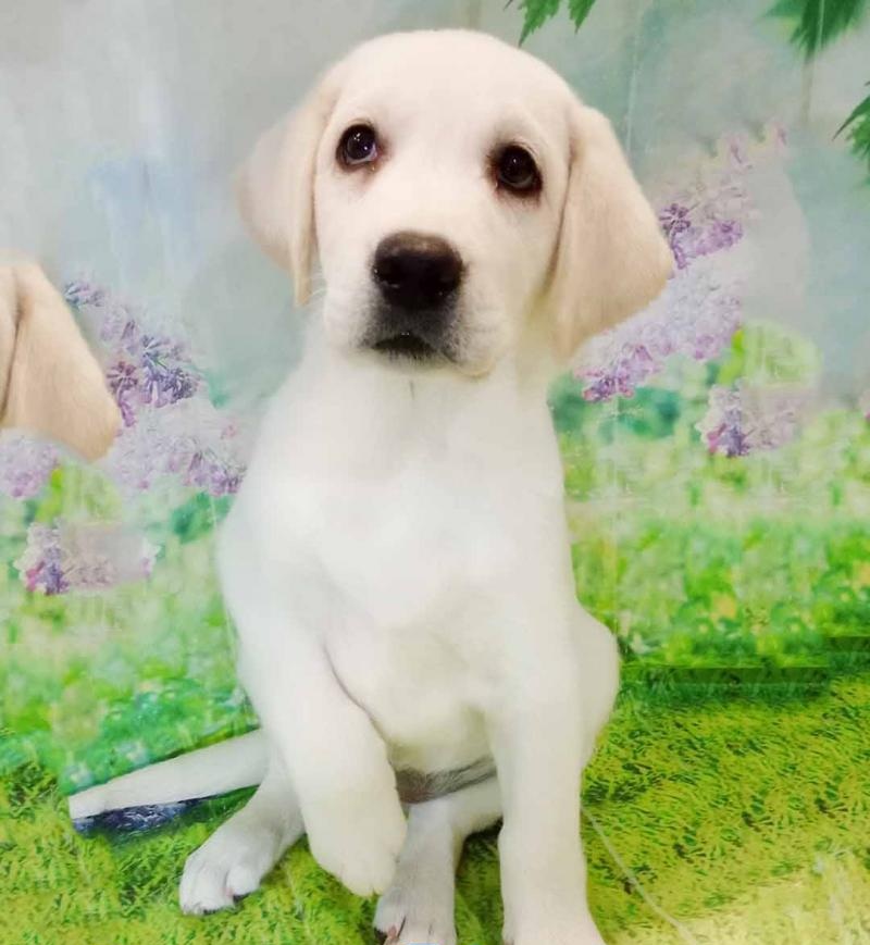 Adorable yellow Labrador puppy in spring garden setting