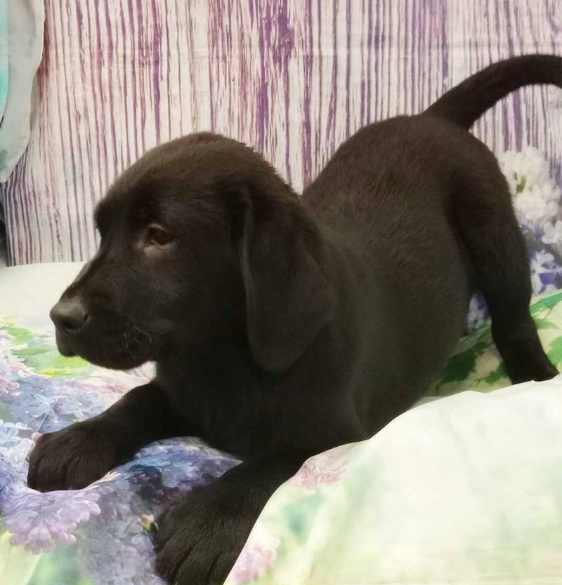 Handsome black Labrador puppy with shiny coat lying on wooden floor