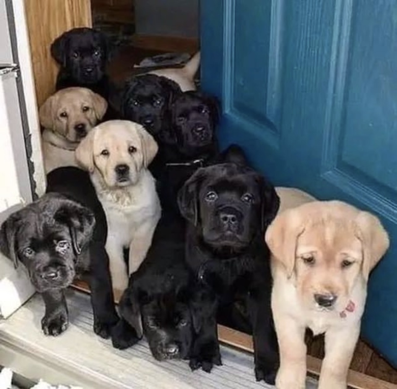 Black Labrador retriever being examined by veterinarian in modern clinic