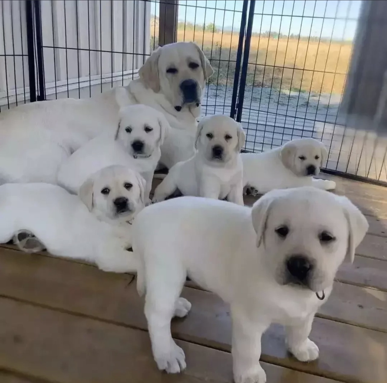 Chocolate Labrador puppy eating nutritious meal from stainless steel bowl