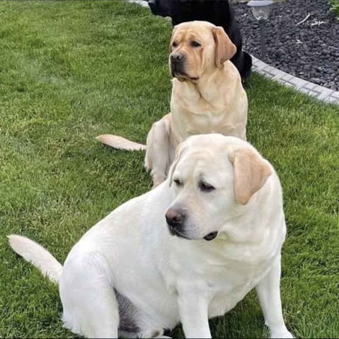 Yellow Labrador retriever standing proudly on rocky coastline overlooking ocean