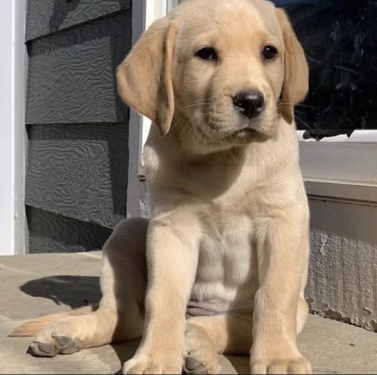 Black Labrador puppy exploring safe, puppy-proofed living room with toys
