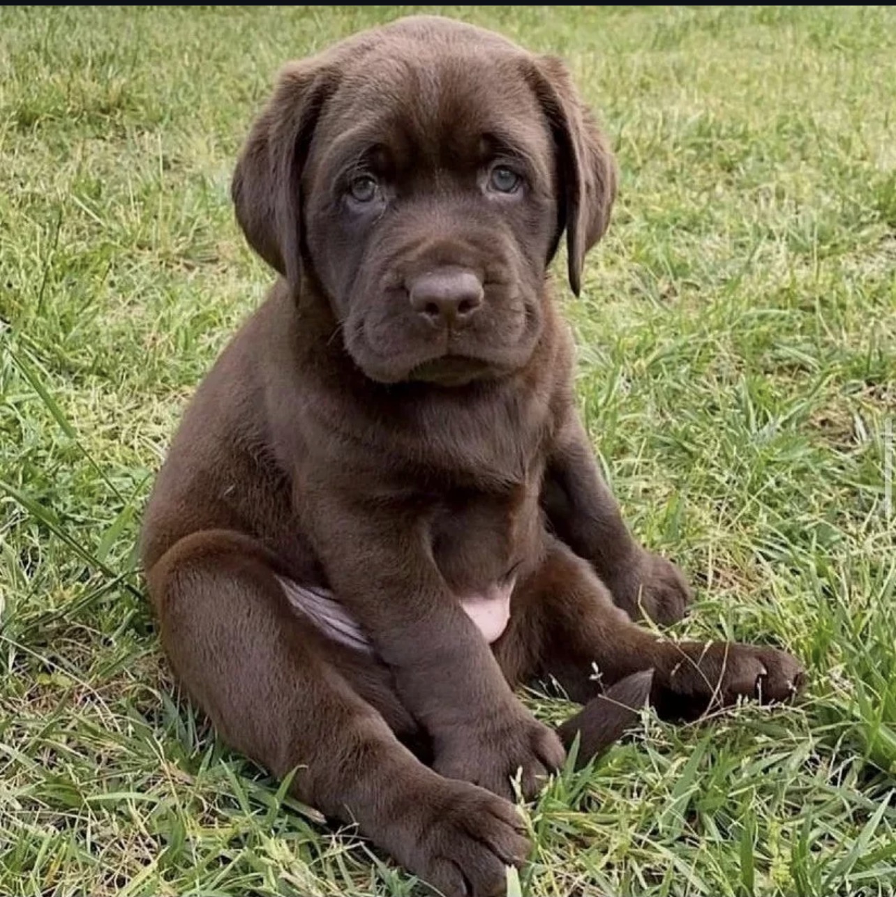 Chocolate Labrador being groomed with brush, showing healthy shiny coat